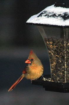 winterbirdatfeeder