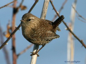 winterwren201312009